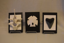 Ocean Keepsakes