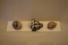 Ocean Keepsakes