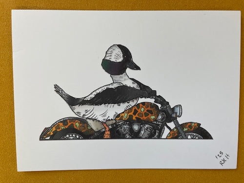 Graphic Post Card, Color, Bufflehead