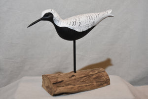 Black Belly Plover