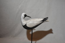 Black Belly Plover