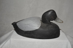 Lesser Scaup Decoy