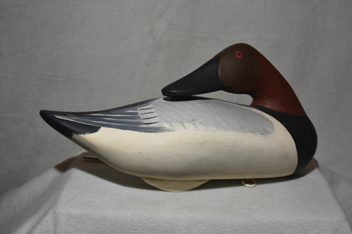 Canvasback Drake