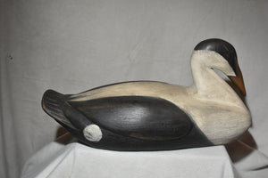 Common Eider Duck