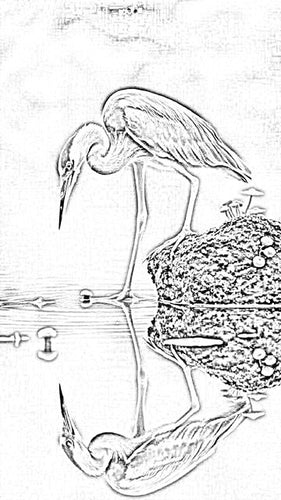 Great Blue Heron Reflection