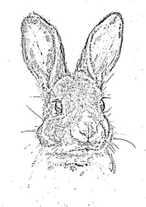 Hare