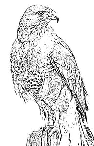 Red Tail Hawk