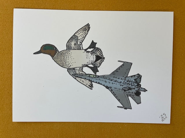 Graphic Post Card, Color, Green Winged Teal