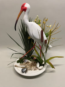 American White Ibis