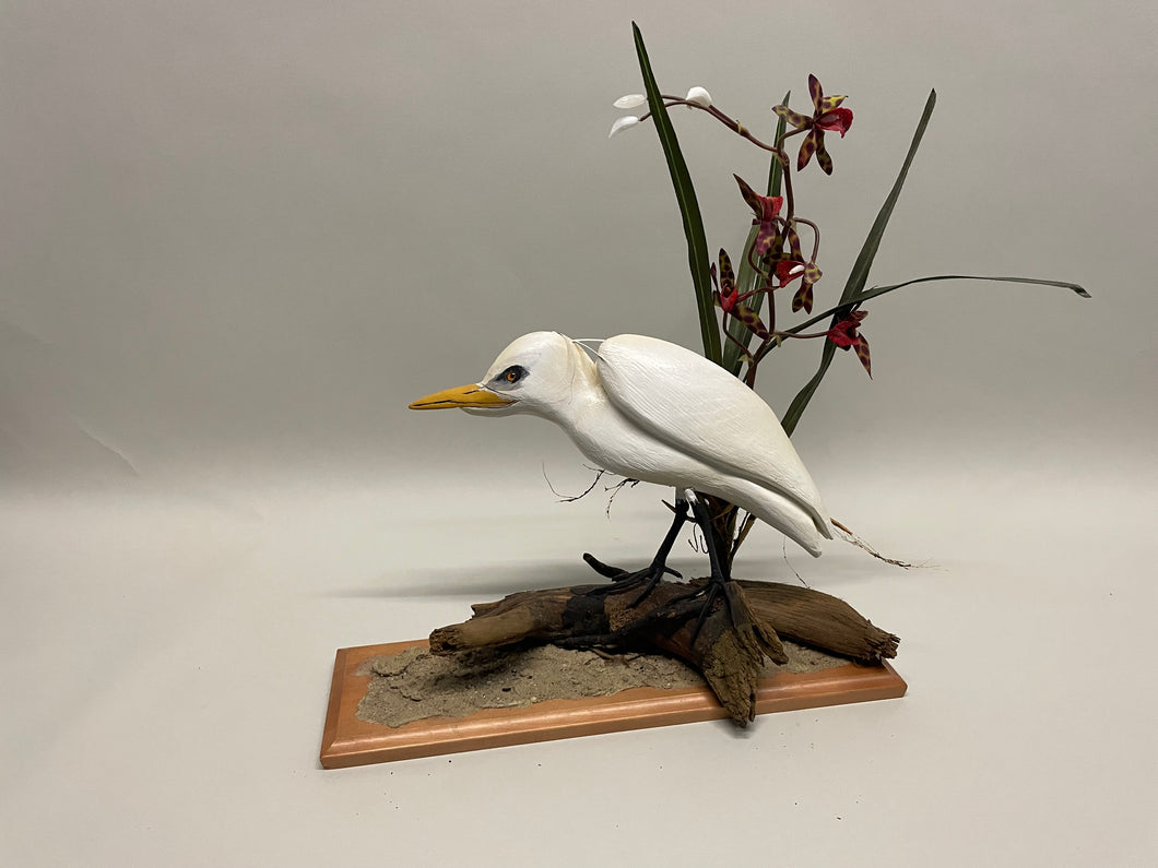 Western Cattle Egret