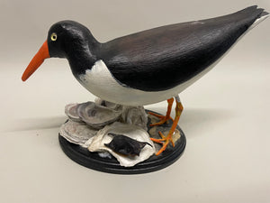 American Oyster Catcher