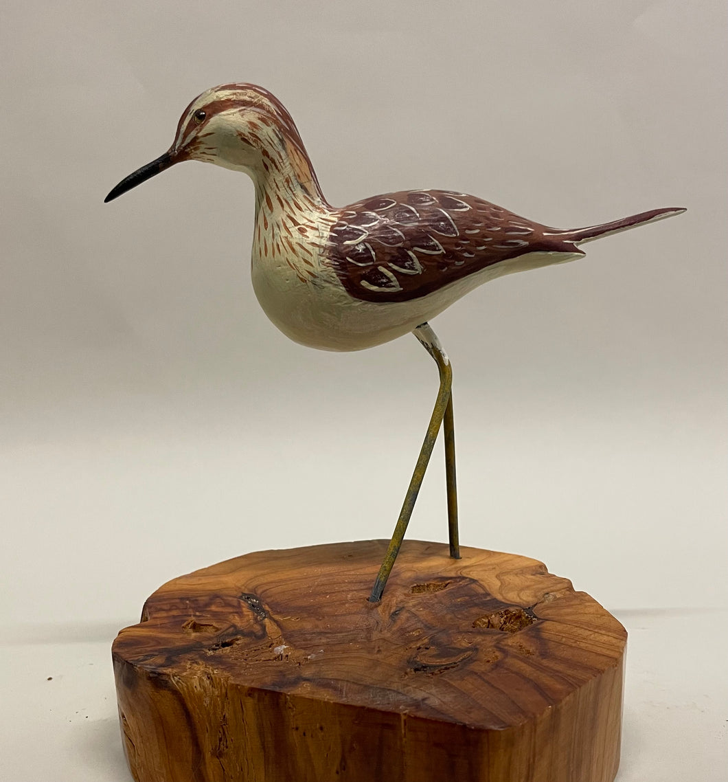 Willet