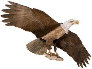 Jackite Eagle Kite/windsock