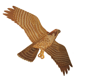 Jackite Peregrine Falcon Kite/windsock