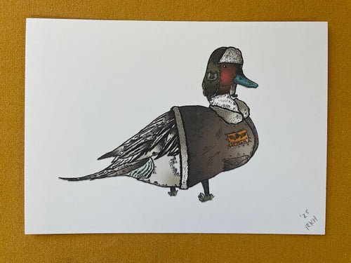Graphic Post Card, Color, Pintail
