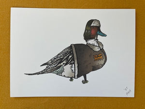 Graphic Post Card, Color, Pintail