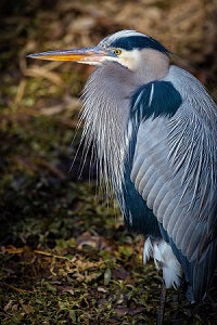 Great Blue Heron Photo on Canvas Wrap